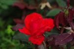 Stadt Eltville rose photo