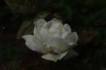 Milky Way rose photo