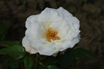 Milky Way rose photo