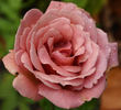Danubio Azul rose photo
