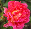 Bradova Germania rose photo