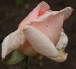 Ville du Havre rose photo