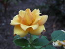 Hopscotch rose photo