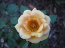 Hopscotch rose photo