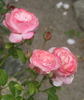 Bruno Perpoint rose photo