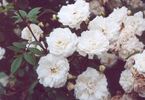<i>Rosa arvensis plena</i> rose photo