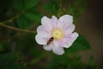<i>Rosa californica</i> 'minima' rose photo