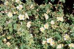 <i>Rosa headleyensis</i> rose photo
