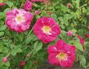 Beng Shaling rose photo