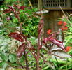 C-2008-3 rose photo