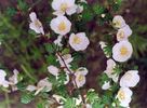 Rosa pimpinellifolia 'minima' rose photo