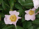 <i>Rosa virginiana minima</i> rose photo