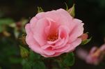 Clara rose photo