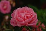 Clara rose photo