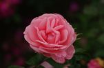 Clara rose photo