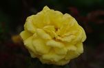 Especially for You rose photo
