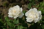 Royal Queen rose photo