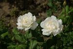 Royal Queen rose photo
