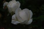Royal Queen rose photo
