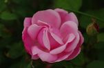 Königin Carola von Sachsen rose photo