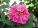 Lynndancer rose photo