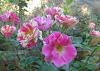 Berries 'n' Cream rose photo