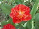 Modern Magic rose photo