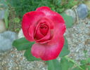 Mother's Rose rose photo