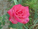 Mother's Rose rose photo