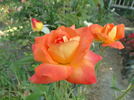 Veldfire rose photo