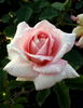 Enzo Fumagalli rose photo