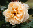 Topaze Orientale rose photo