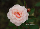 Mrs. Inge Poulsen rose photo