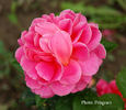 Mrs. Edward Laxton rose photo
