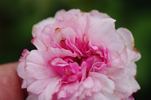 Château de la Juvénie rose photo