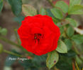 City of Nottingham rose photo