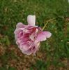 Caerulea rose photo