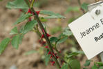 Jeanne Excoffier rose photo
