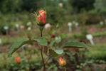 Jeanne Excoffier rose photo