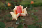 Jeanne Excoffier rose photo