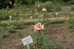 Jeanne Excoffier rose photo