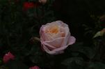 Istropoliteana rose photo