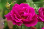 Red Columbia rose photo
