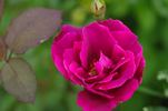 Red Columbia rose photo