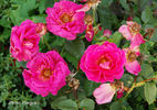 Gloria del Llobregat rose photo