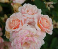 Lilibet rose photo