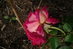 Alma-atinskaja Aromatnaja rose photo