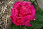 Alma-atinskaja Aromatnaja rose photo