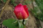 Alma-atinskaja Aromatnaja rose photo