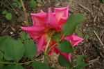 Ena Gladstone rose photo